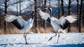 red crowned crane dancing pair with open wings Royalty Free Stock Photo