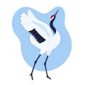 Red crowned crane. Endangered species. Blue background with dancing East Asian bird