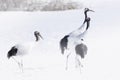 Red Crowned crane family on the feeding ground in mystic environment Royalty Free Stock Photo