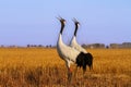 The red-crowned crane is famous for its elegant and graceful appearance and unique behavior.