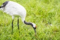 Red-Crowned Crane Feeding Royalty Free Stock Photo