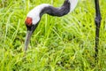 Red-Crowned Crane Feeding Royalty Free Stock Photo