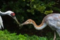 Red crowned crane feeding its chick Royalty Free Stock Photo