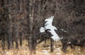 The red-crowned crane in flight.