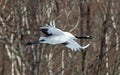 The red-crowned crane in flight. Winter forest background. Scientific name: Grus japonensis, also called the Japanese crane or Royalty Free Stock Photo