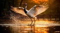 A Red-Crowned Crane Gracefully Soars Low Over The Surface of a Body of Water Suddenly Its Powerful Wings Beat Against The Water