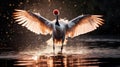 A Red-Crowned Crane Gracefully Soars Low Over The Surface of a Body of Water Suddenly Its Powerful Wings Beat Against The Water