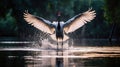 A Red-Crowned Crane Gracefully Soars Low Over The Surface of a Body of Water Suddenly Its Powerful Wings Beat Against The Water