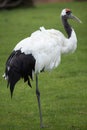 Red-crowned crane Grus japonensis