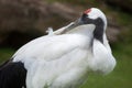 Red-crowned crane Grus japonensis