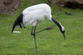 Red-crowned crane Grus japonensis Royalty Free Stock Photo