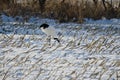 Red-crowned crane feeding in a snow-covered meadow Royalty Free Stock Photo