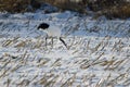 Red-crowned crane feeding in a snow-covered meadow Royalty Free Stock Photo