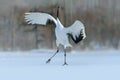 Red-crowned crane, Grus japonensis, flying white bird with open wing, with snow storm, winter scene, Hokkaido, Japan