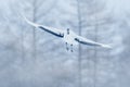 Red-crowned crane, Grus japonensis, flying white bird with open wings, Hokkaido, Japan. Winter with big white black crane. Wildlif Royalty Free Stock Photo