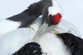 Red-crowned crane, Grus japonensis, head portrait with white and back plumage, winter scene, Hokkaido, Japan