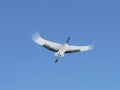 Red-crowned crane (Grus japonensis), Hokkaido