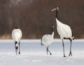 Red-crowned Crane, Grus japonensis