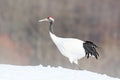 Red-crowned crane, Grus japonensis, walking in the snow, China. Beautiful bird in the nature habitat. Wildlife scene from nature.