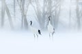 Red-crowned crane, Grus japonensis, walking in the snow, Hokkaido, Japan. Beautiful bird in the nature habitat. Wildlife scene fro