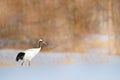 Red-crowned crane, Grus japonensis, walking white with snow storm, winter scene, Hokkaido, Japan. Beautiful bird in the nature hab Royalty Free Stock Photo