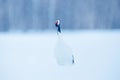 Red-crowned crane, Grus japonensis, walking white with snow storm, winter scene, Hokkaido, Japan. Beautiful bird in the nature hab Royalty Free Stock Photo