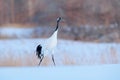 Red-crowned crane, Grus japonensis, walking white with snow storm, winter scene, Hokkaido, Japan. Beautiful bird in the nature hab
