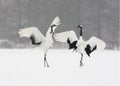 Red-crowned crane or japanese crane, Grus japonensis Royalty Free Stock Photo