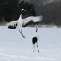 Red-crowned crane, Japanese crane, Grus japonensis, Royalty Free Stock Photo