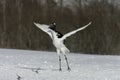 Red-crowned crane, Japanese crane, Grus japonensis, Royalty Free Stock Photo