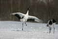 Red-crowned crane, Japanese crane, Grus japonensis, Royalty Free Stock Photo