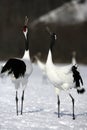 Red-crowned crane, Japanese crane, Grus japonensis, Royalty Free Stock Photo