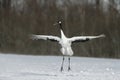 Red-crowned crane, Japanese crane, Grus japonensis, Royalty Free Stock Photo