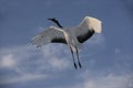 Red-crowned crane, Japanese crane, Grus japonensis, Royalty Free Stock Photo