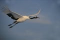 Red-crowned crane, Japanese crane, Grus japonensis, Royalty Free Stock Photo