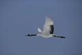 Red-crowned crane, Japanese crane, Grus japonensis, Royalty Free Stock Photo