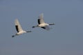 Red-crowned crane, Japanese crane, Grus japonensis, Royalty Free Stock Photo