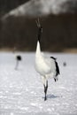 Red-crowned crane, Japanese crane, Grus japonensis, Royalty Free Stock Photo