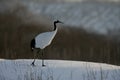 Red-crowned crane, Japanese crane, Grus japonensis, Royalty Free Stock Photo