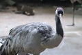 A red-crowned crane is looking at the camera Royalty Free Stock Photo