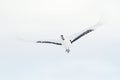 Red-crowned crane with open wing in flight, with snow storm, Hokkaido, Japan. Bird in fly, winter scene with snow. Snow dance in n Royalty Free Stock Photo