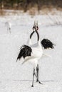 Red-Crowned Crane Pair Merge in Courtship Royalty Free Stock Photo