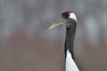 Red-Crowned Crane