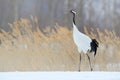 Red-crowned crane in snow meadow, with snow storm, Hokkaido, Japan. Bird walking in snow. Crane dance in nature. Wildlife scene f