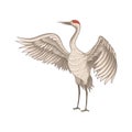 Red-crowned crane standing with wide open wings. Bird with long thin beak, legs and neck. Flat vector design