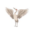 Red-crowned crane standing with wide open wings. Graceful bird with long thin beak, legs and neck. Flat vector