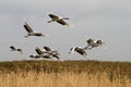 Red-crowned crane to take off Royalty Free Stock Photo