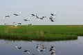 Red-crowned crane to take off