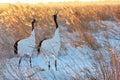 Red-crowned Crane tweet Royalty Free Stock Photo