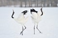 Red-crowned Crane